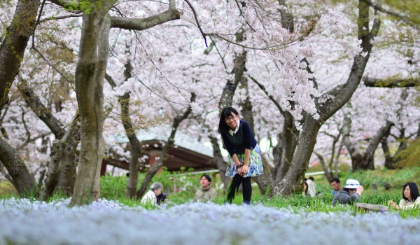 Có những loại Sakura nào ở Nhật?